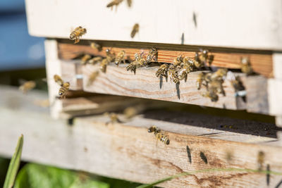 Close-up of bees on wooden box