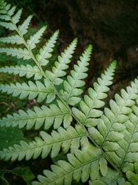 Close-up of leaves