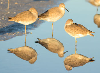 Ducks on lake