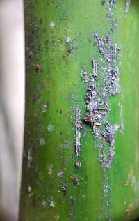Close-up of lizard on tree trunk