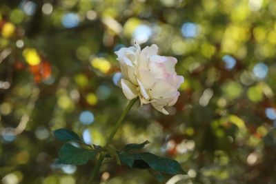 Close-up of pink flowers blooming in garden