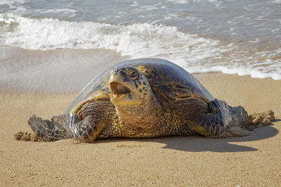 View of turtle on beach