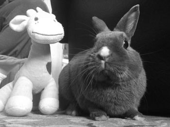 animal themes