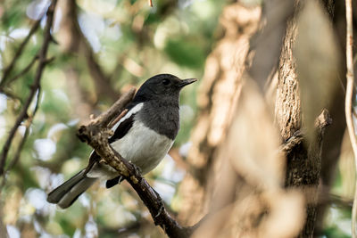 Close-up of bird perching on branch