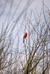 Red cardinal bird in a desert tree in scottsdale, arizona, usa.