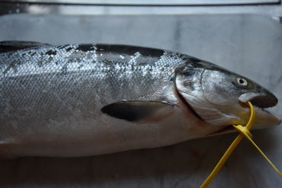 Close-up of fish for sale