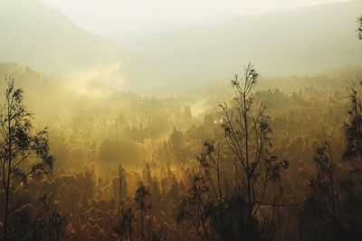 Panoramic shot of trees and plants against sky