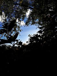 Low angle view of silhouette trees against sky