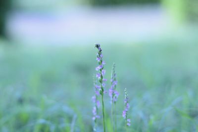 Close-up of lavender on plant at field