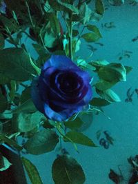 Close-up of fish in sea