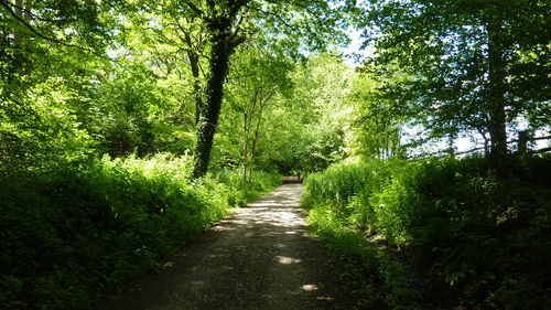 Walkway amidst trees against sky