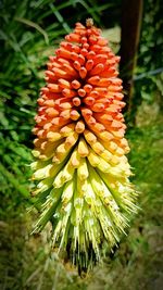 Close-up of red flower