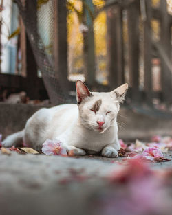 Portrait of cat sitting on floor