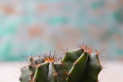 Close-up of cactus plant