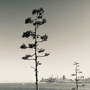 Tree by beach against clear sky