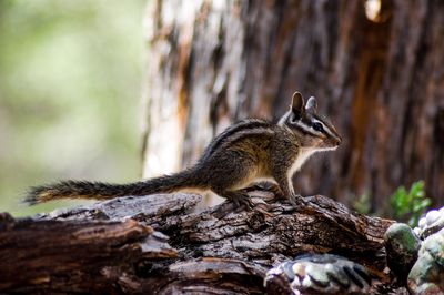 Close-up of chipmunk on tree trunk