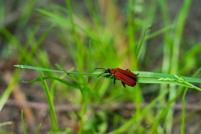 Close-up of ladybug on grass