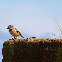 Close-up of bird perching on rock against clear sky