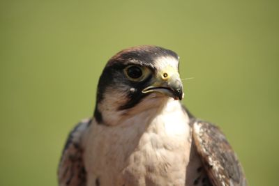 Bird head closeup