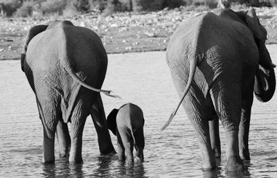 View of elephant in water