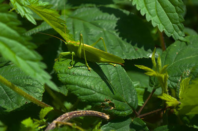 Close-up of insect on leaf