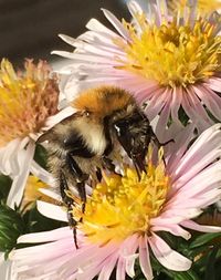 Close-up of bee pollinating on flower