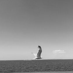 Seagull flying over sea against sky