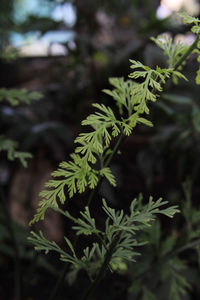 Close-up of pine tree