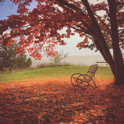 Trees on field during autumn