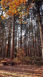 Trees growing in forest during autumn