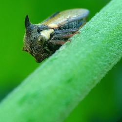 Close-up of insect on plant