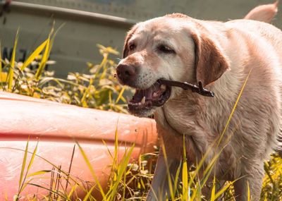 Close-up of dog on grass