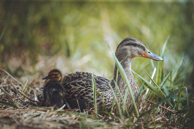 A mother duck sits in the grass next to her duckling