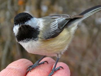 Close-up of hand holding bird