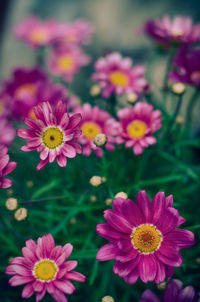 Close-up of flowers blooming outdoors