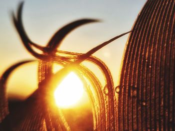 Close-up of sky at sunset