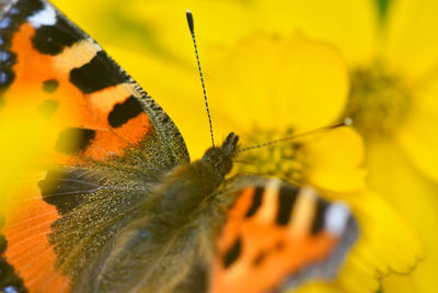 Close-up of insect on flower