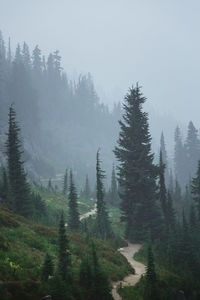 Pine trees in forest against sky