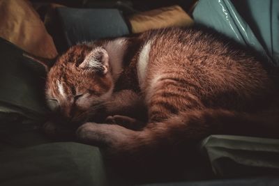 Cat sleeping on bed