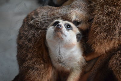 Close-up of rabbit