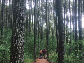 Rear view of people walking in forest