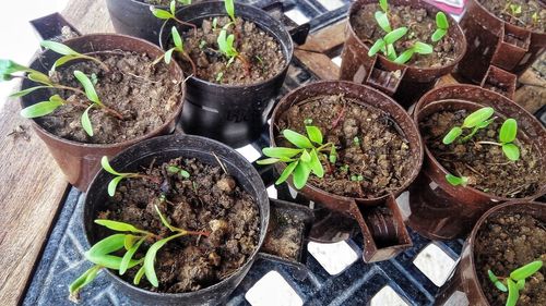 High angle view of potted plant in container