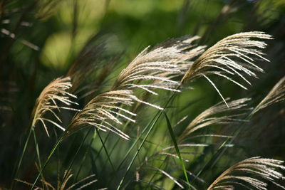 plant