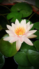 Close-up of lotus water lily in pond