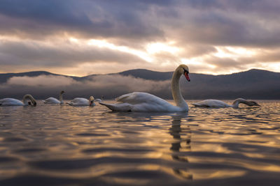 Swans swimming on lake against cloudy sky during sunset