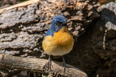 Close-up of bird perching on wood