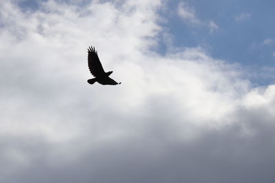 Low angle view of a bird flying