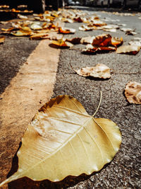 High angle view of dry leaves on footpath