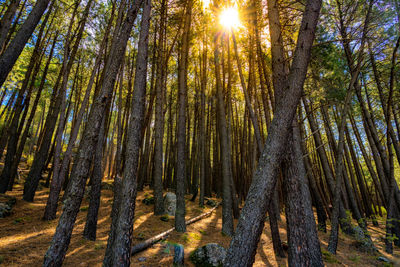 Pine trees in forest against bright sun