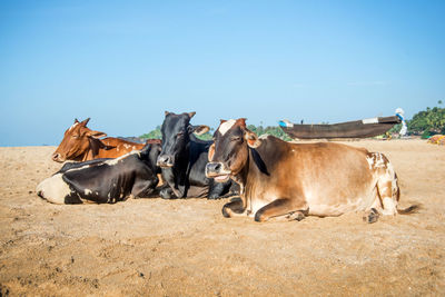 Horses on the ground